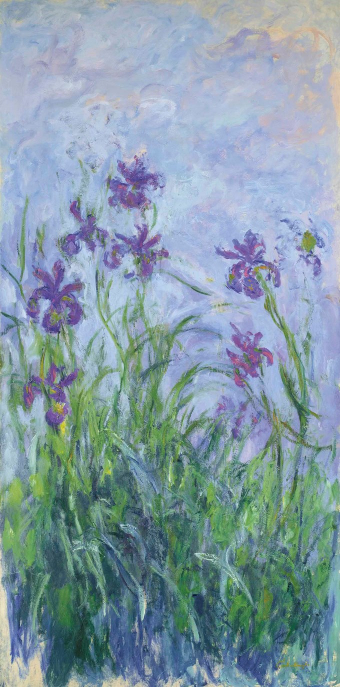 Iris mauves