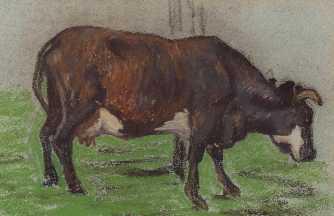 Vache à la pâture