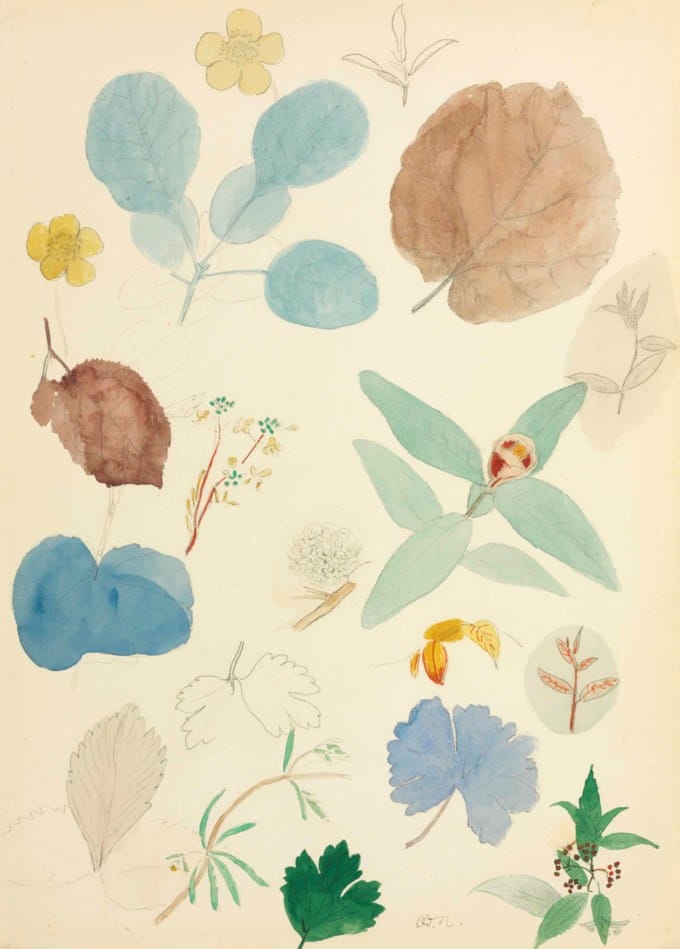 Etudes de fleurs et feuilles